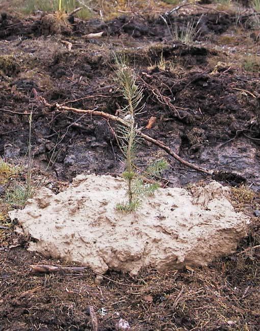 Framtiden De markberedningsmetoder som används idag är inte i första hand utvecklade med avsikt att reducera snytbaggeskadorna.