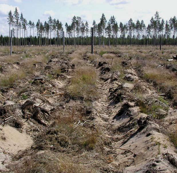 stånd fanns motsvarande område med kvarlämnade skärmträd. Planterades plantor under skärmställningen (130 stammar/ha) ledde det till en avgång på ca 60 %.