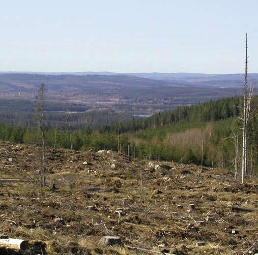 2. VARFÖR SNYTBAGGEN ÄR ETT PROBLEM Snytbaggens gnag på nyplanterade skogsplantor är ett av skogsföryngringens största problem i Sverige och stora delar av övriga Europa.