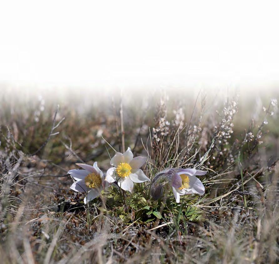 Floraväkteriet 2017 I augusti genomförde 22 floraväktare en exkursion på Vendelsö. Syftet var att leta efter rödlistade arter. Bland annat återbesöktes tidigare fyndlokaler.