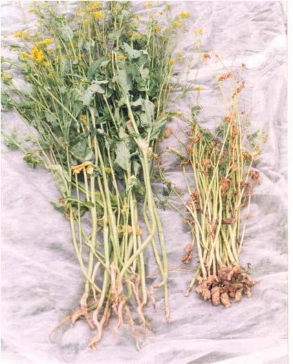 Nya tekniker för integrerad kontroll av klumprotsjuka (1997-1999) Agronomiska egenskaper hos delvis resistenta sorter av vårrybs Vilken nivå av inokulum i marken tolereras? Wallenhammar et al.