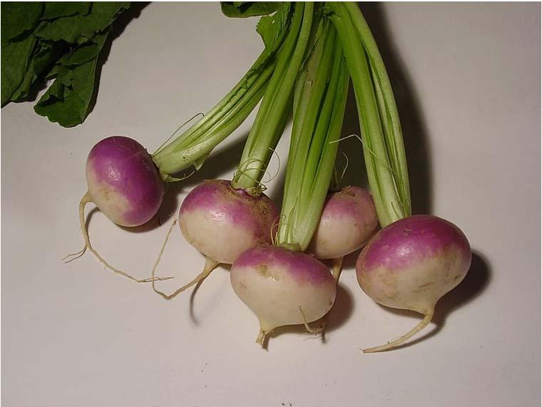 May turnip