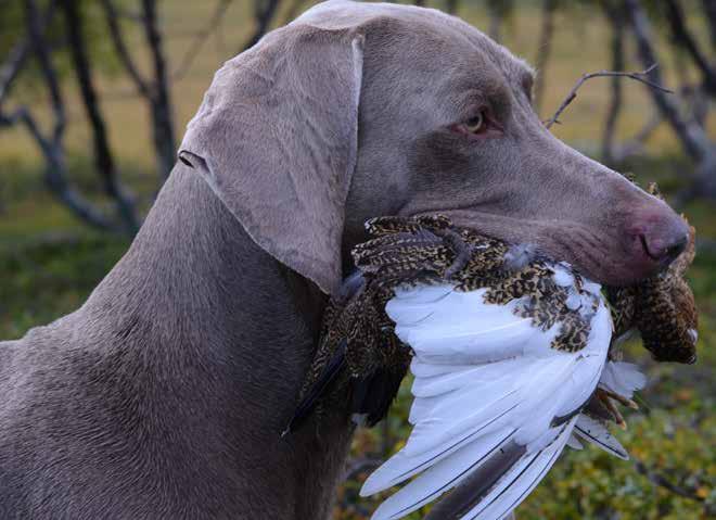 Hur ser er uppfödningsverksamhet ut idag? Omfattning/antal kullar/raser osv. Vi har haft 3 små Weimaranerkullar på 10 år, så uppfödningen är liten, mest har det blivit hundar för eget bruk.