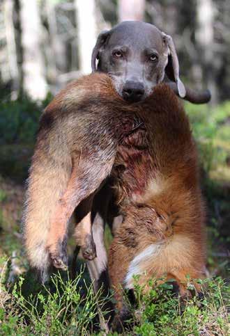 När jag såg att det fanns en ledig plats på weimaranerlägrets fullbrukskurs så anmälde jag mig direkt. Få hundläger är så välordnade som SWeiks, tro mig jag har varit på många!