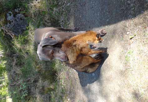 Alla gav max av sig själva, offrade sig till den grad som icke hundägare skulle kunna förstå. Jag med Aida hamnade i samma grupp som tre underbara tjejer, Helena, Tina och Malin.