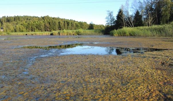 Denna del av sjön var vid inventeringstillfället 2012 kraftigt påverkad av gödande ämnen. Grönalger täckte en mycket stor del av ytan.