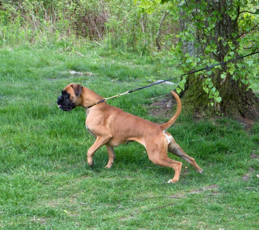 Vardagslydnad SPECIALKURS Hantera möten (hundar, människor, cyklar, bilar tex) Har du en hund som agerar utåt och ifrån dig vid olika möten så som t.ex. andra hundar, människor, bilar eller cyklar?
