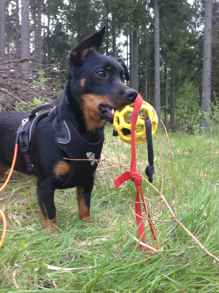 Aktiveringsdag kul i skogen Häng med ut i skogen! Välkommen till en dag i skogen fylld med enkla och roliga aktiveringsförslag för dig och din hund.