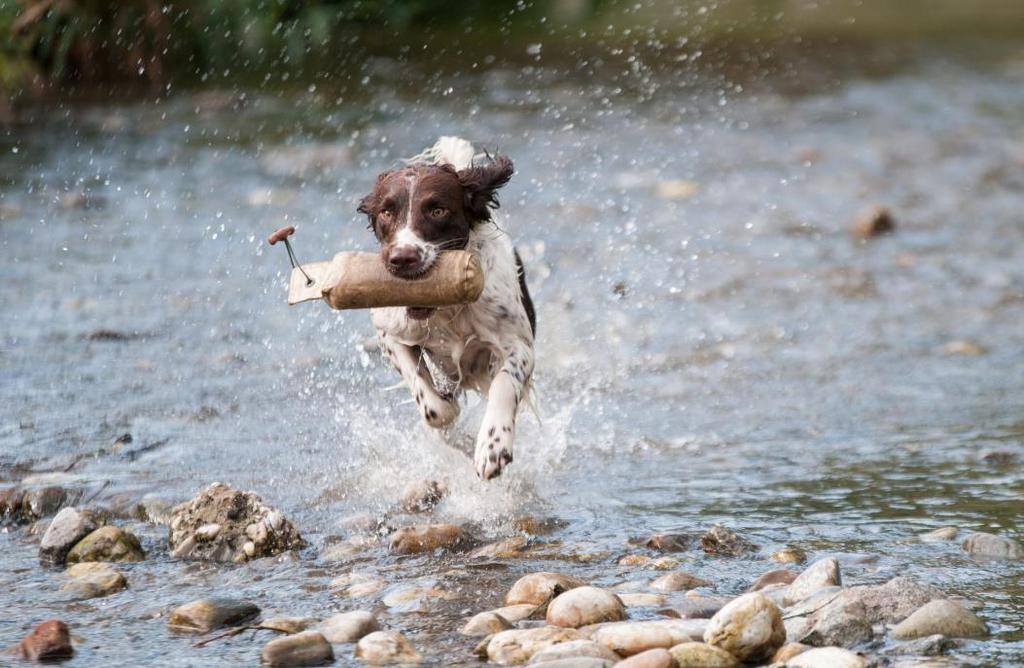 SPECIALKURS Jaktträning som aktivering Målet med kursen är att lära dig och din hund aktivering i "vardagen" med grunder från jaktträning för retriever/spaniel eller andra apporterande hundar som