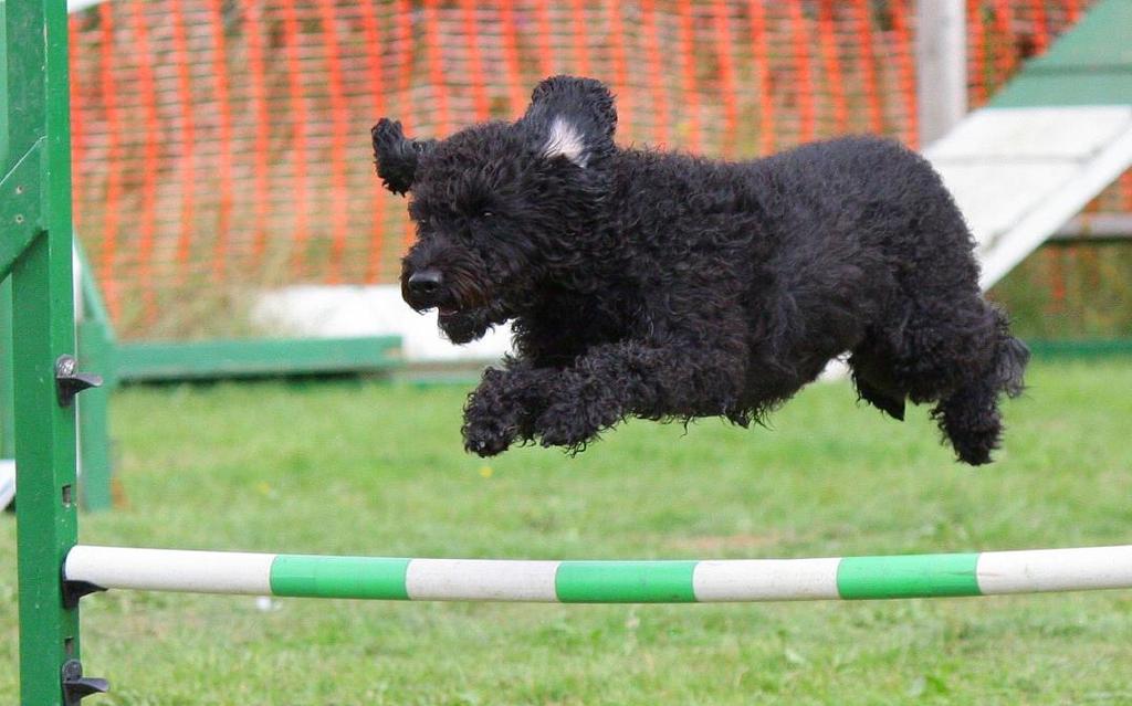 SPECIALKURS Tävlingkurs Agility Kursen riktar sig till dig som tävlar eller har ambitioner att tävla i agility och som känner att man behöver en push att våga!
