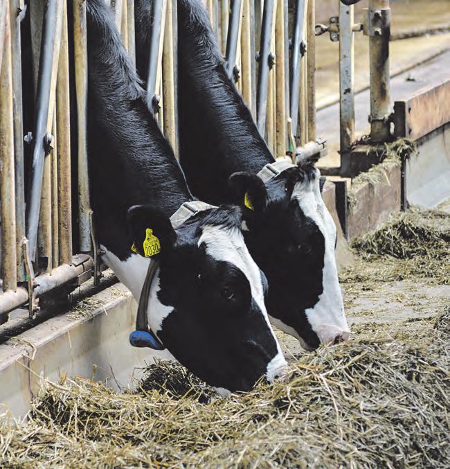Den utökade satsningen på Tillväxtbolaget är en del av det pågående arbetet med att utveckla foder- och animaliestrategin, med utgångspunkt i lantbruksföretagen.