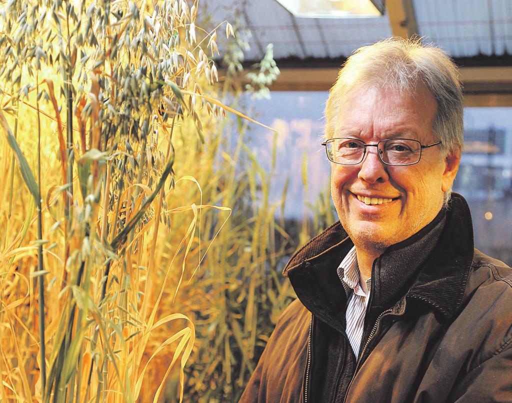 Olof Olsson, CropTailor, i växthuset på Lunds tekniska högskola. betaglukan reducerar det onda kolesterolet, sänker blodsockernivån och förbättrar tarmhälsan.