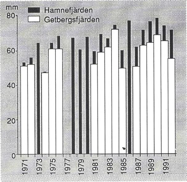ABBORR- OCH MÖRTYNGEL HAMNEFJÄRDEN Täthet och tillväxt hos årsyngel registreras varje höst i Hamnejärden.