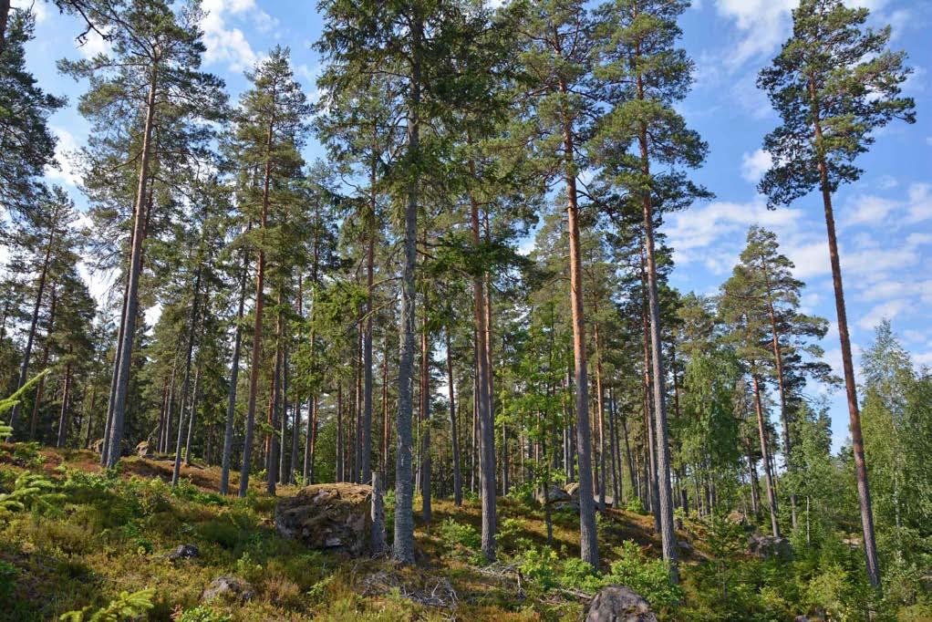 Oskarsmn Bjälebo 2:4 Om Skog & Lantbruk Skog & Lantbruk är ett rådgivningsföretag som arbetar med följande tjänster inom jord och skog: - Fastighetsförmedling - Generationsskifte -