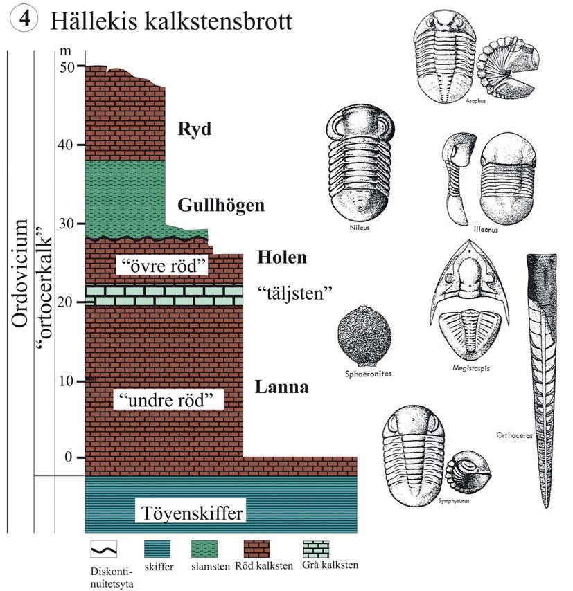 Fig. 9. Lagerföljden i Hällekis kalkstensbrott (Kinnekulle). och ortoceratiter. Högre upp, i den grå täljstenen förekommer talrika cystoidéer (Sphaeronites) som bildar den s. k. cystoidbanken.