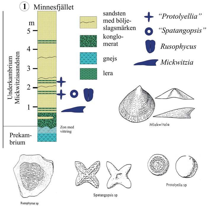 Fig. 4. Lagerföljden i Qvarnstensgruvan (Minnesfjället, Lugnås). Kambrium - Lokal 1. Minnesfjället (Lugnås) fig.