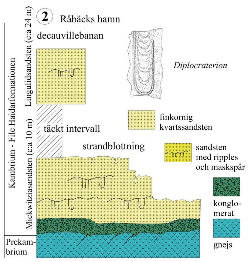 Fig. 5. Lagerföljden vid Råbäcks hamn (Kinnekulle). neplanet utmed stranden där bottenkonglomeratet även har bevarats fläckvis. Liksom vid Minnesfjället, består urbergsytan av kaolinvittrad gnejs.