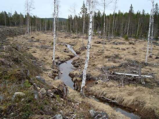 Här vid Dyvernäs finns ingen kantzon