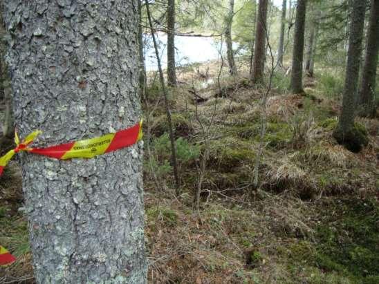 Den gamla strandvallen är skarpt