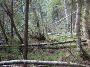 Vid Alderängarna kompliceras bilden emellertid av ytligt grundvatten som idag bildar vattensamlingar eller till och med vattendrag, t ex Kwaisle.