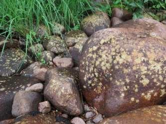 Rikedomen på lavar är stor, bland annat beroende på att strandskogarna ofta har hög luftfuktighet. På stenarna intill ån växer rikligt med sjökantlav som gynnas av översvämning.