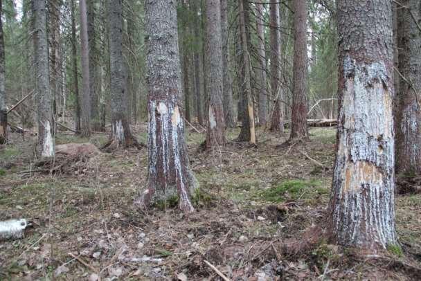 Efter islossningen i maj 2013. Kraftigt kådflöde från skadade granar.