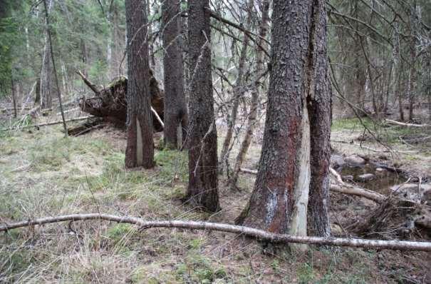 Dessa skulle lätt kunna förväxlas med brandljud, men de saknar helt spår efter