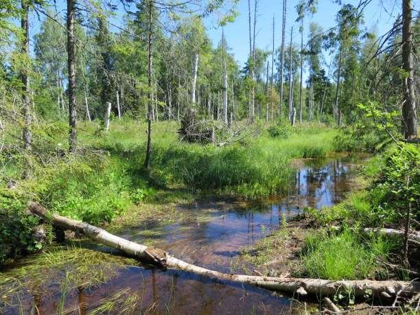 Jäsbäckens utlopp i Unnån med örtrik flora, bland annat missne, topplösa och strutbräken.