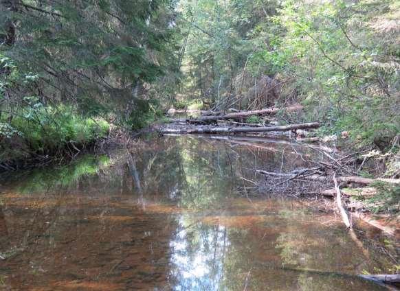 B. Östra sidan från stora trädbröten till i höjd med Bjusvasslan En sträcka med lummiga lövskogar, sidogrenar, vattensamlingar, myrmark, svämsediment, en nipa och bäckar som rinner ut i ån, bland