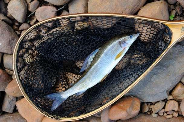 Förord För första gången har Unnåns strandnära naturvärden lyfts fram i en bred och översiktlig inventering. Fokus har legat på de säregna svämskogsmiljöerna.