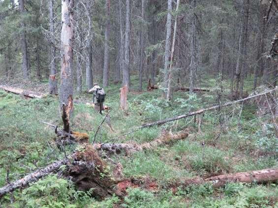 Tyvärr snitslat för avverkning.