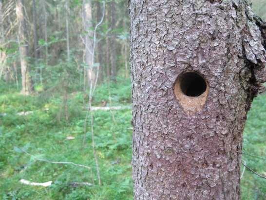 Förmodligen bohål av tretåig