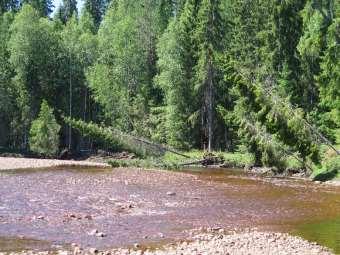 I de delar längs Unnån som har yngre bestånd kan dessa släppas för fri utveckling och på det sättet bli värdefull på sikt.