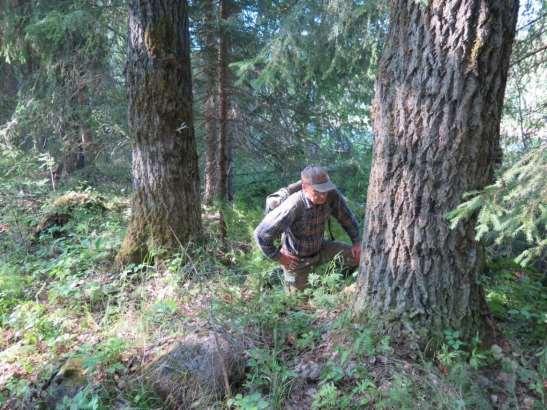 Det växte också rikligt med marksvampar i svämskogarna längs ån, däribland många arter av goda