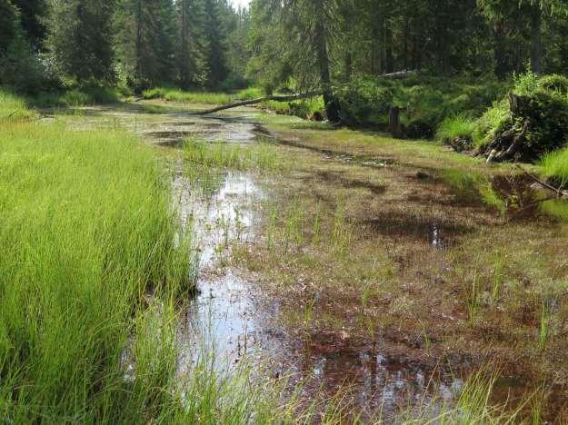 Lång sidogren av annorlunda slag intill Unnån.