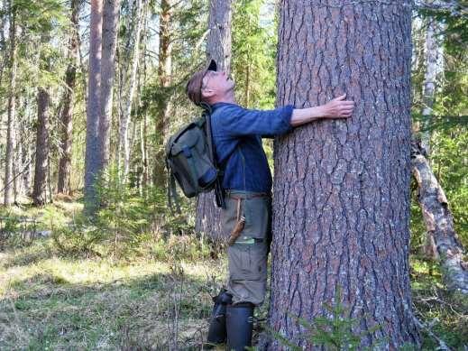 Ovanligt grov tall vid Långflotens södra del.