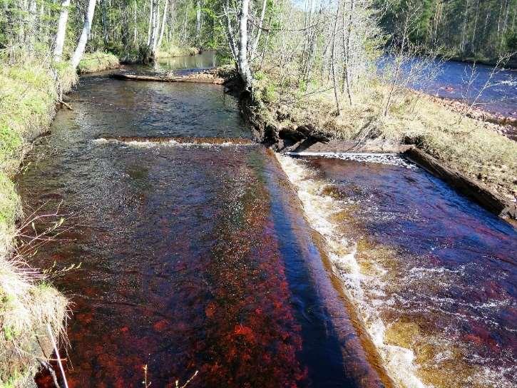 Ett givet reservatsobjekt. Området har blivit kvar, troligen som en följd av att det ligger mellan ån och en myr.