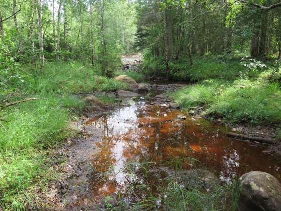 Skogen vid Trullbo med isljud så