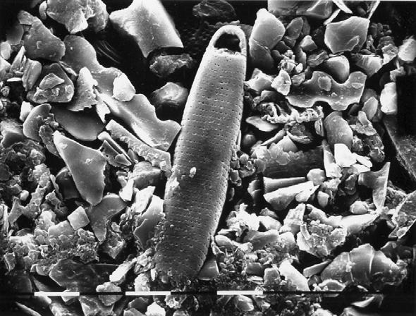 indicate terrestrial conditions. Sample 1b. Fig. 8:5.