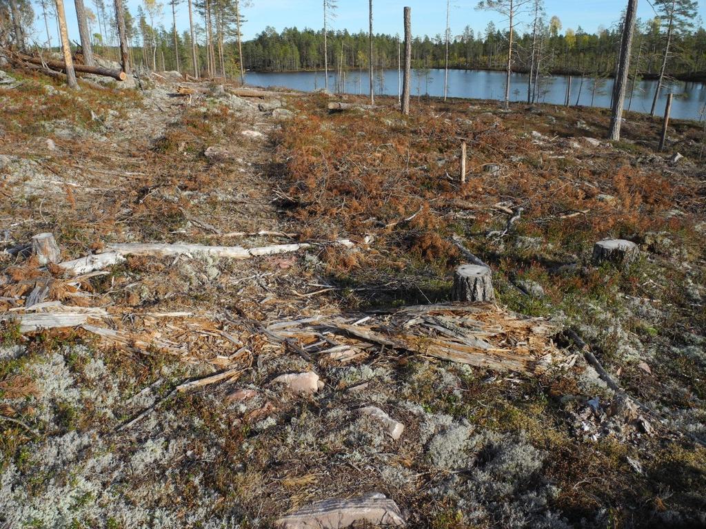 Rödlistade svampar knutna till död ved vid Effaråsen norr En undersökning av svampfloran på