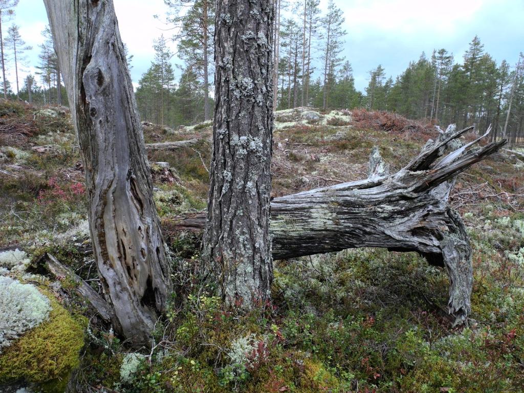 Inledning Vid Effaråsen har Skogsstyrelsen och Skogsforsk tillsammans med markägaren Bergvik skog AB samt Stora Enso AB startat ett forskningsförsök för att utröna hur mycket hänsyn som den