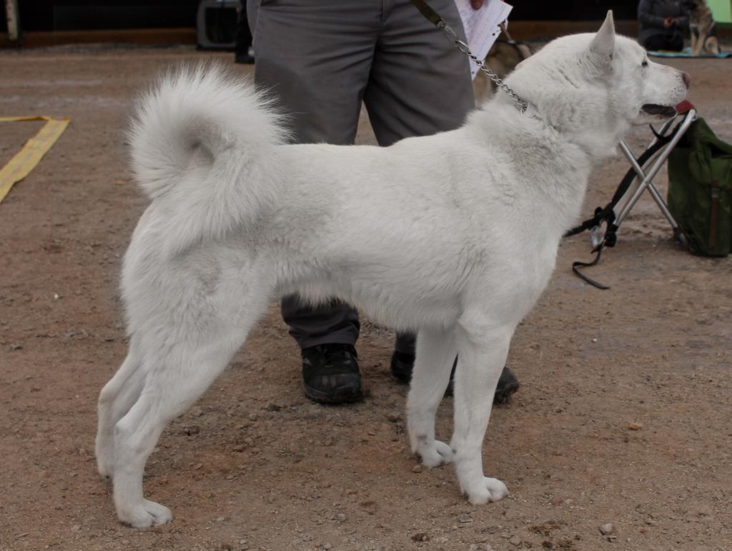 Den historiska bakgrunden om svensk vit älghund Svensk vit älghund godkändes av SKK så sent som år 1993. Rasen är alltså inte gammal utan tillhör de yngsta älghundsraserna.