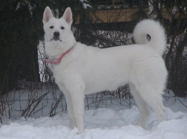 Helhetsintryck Svensk vit älghund är en medelstor, rektangulär och proportionerligt byggd hund. Den skall vara smidig med god resning och ge ett lugnt men vaket intryck.