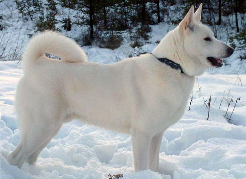 Det är viktigt att svensk vit älghund varken är för tung eller för luftig. Svans Svansen skall vara hög ansatt, medellång och jämntjock.