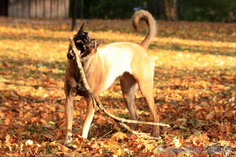 Figur 1. Pigg hund. Källa: Josephine Löfdahl. Avsnittet resultat ska innehålla resultatet, analys av resultatet samt slutsatser där det är viktigt att du återknyter till syftet.