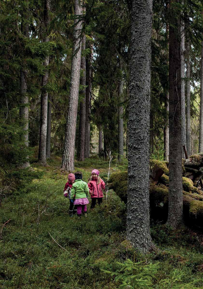 Hållbart skogsbruk en väg att föra