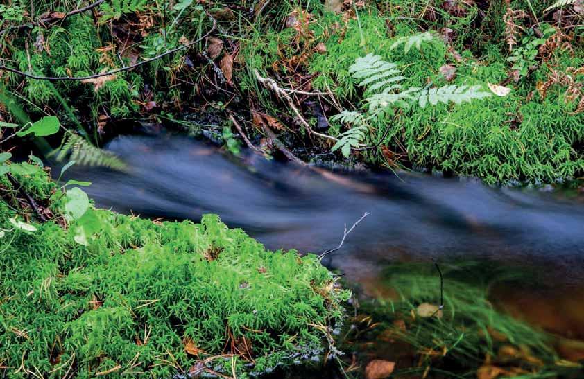 Vill du vara med och bidra till ett hållbart skogsbruk? Skogen ger oss inte bara förnyelsebart material att bygga hus eller göra papper av.