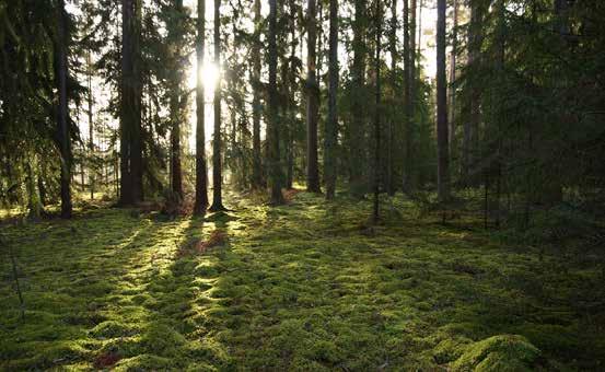 134 Allmänna intressen natur och friluftsliv Widéns gammelskog. Många större områden är viktiga för människors möjlighet till att ströva omkring eller motionera med naturkontakt.