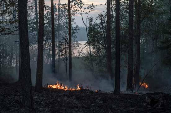 Allmänna intressen Totalförsvar och fredstida kriser 189 En av de stora skogsbränderna 2018 rasade i Kårböle i Ljusdals kommun.