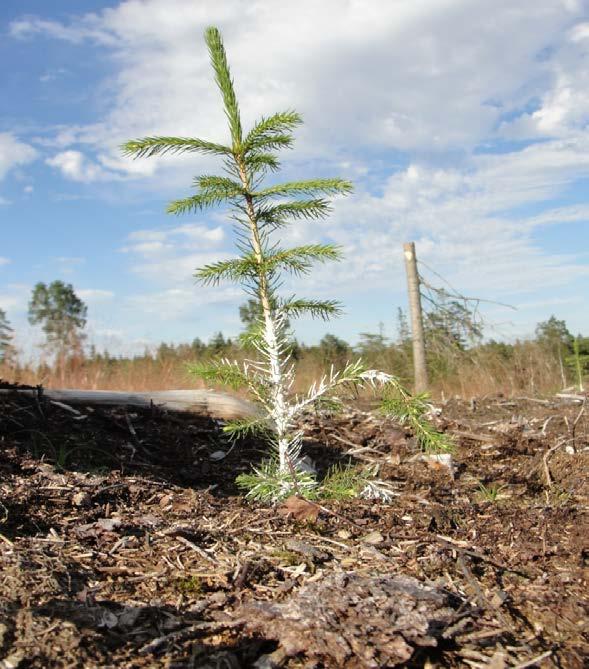 damages caused by Pine weevil Adam Everås Examensarbete i skogshushållning, 15 hp Serienamn: